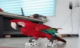 八哥爆料视频在哪里,热门话题背后的真相与内幕